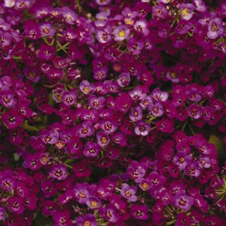 Alyssum Thumbnail